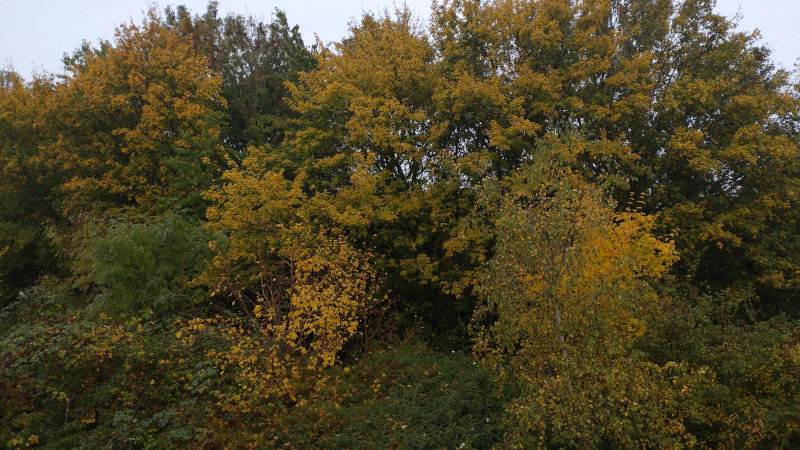 The trees and bushes as seen from my window, a mixture of green and yellow leaves.